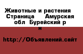  Животные и растения - Страница 2 . Амурская обл.,Бурейский р-н